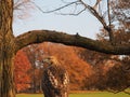 Amazing eagle in NY. Royalty Free Stock Photo