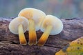 Amazing edible Enokitake mushrooms with blurred background Royalty Free Stock Photo