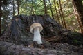 Amazing edible mushroom Boletus edulis known as penny bun