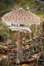 Amazing edible mushroom Macrolepiota procera known as parasol mushroom Royalty Free Stock Photo