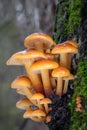 Amazing edible mushrooms known as Enokitake Royalty Free Stock Photo