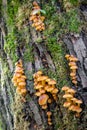 Amazing edible mushrooms known as Enokitake Royalty Free Stock Photo