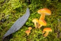 Amazing edible mushrooms known as Enokitake Royalty Free Stock Photo