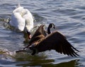 Amazing emotional moment with the swan attacking the Canada goose Royalty Free Stock Photo
