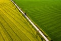 Rapeseed and wheat fields separated by a road Royalty Free Stock Photo