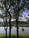 Amazing evening view at lakeside Taman Wetland. Trees silhouette. Nature and environmental concepts