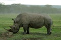 Amazing exemplar of white rhinoceros eating grass Royalty Free Stock Photo