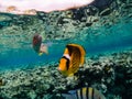 Amazing exotic fishes in coral reef of Red sea