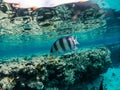 Amazing exotic fishes in coral reef of Red sea