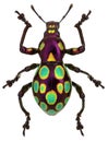 Amazing exotic weevil Pachyrhynchus gemmatus