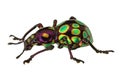 Amazing exotic weevil Pachyrhynchus gemmatus