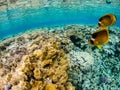 Amazing exotic yellow fishes in coral reef of Red sea