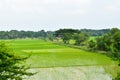 Path through paddyfields