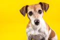 Amazing expressive eyes dog`s portrait on yellow background Royalty Free Stock Photo