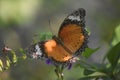 Amazing Extended Wings on a Gorgeous Painted Lady Butterfly