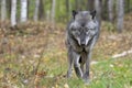 Amazing eyes of a black timber wolf Royalty Free Stock Photo