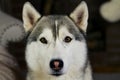 Amazing eyes husky dog Royalty Free Stock Photo