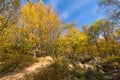 Fall Landscape with yellow Trees near Devil town in Radan Mountain, Serbia