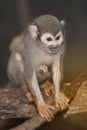 Amazing family of squirrel monkeys with a baby.