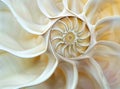 An amazing fibonacci pattern in a nautilus shell Royalty Free Stock Photo