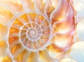 An amazing fibonacci pattern in a nautilus shell Royalty Free Stock Photo