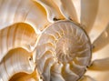 An amazing fibonacci pattern in a nautilus shell Royalty Free Stock Photo