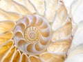 An amazing fibonacci pattern in a nautilus shell Royalty Free Stock Photo