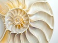 An amazing fibonacci pattern in a nautilus shell Royalty Free Stock Photo