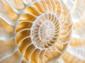 An amazing fibonacci pattern in a nautilus shell Royalty Free Stock Photo