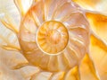 An amazing fibonacci pattern in a nautilus shell Royalty Free Stock Photo