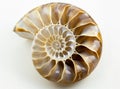 An amazing fibonacci pattern in a nautilus shell Royalty Free Stock Photo