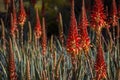 Amazing field of flowering aloe cactus Royalty Free Stock Photo