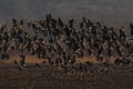 Amazing flock of birds in the sunset