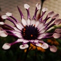Amazing flower close up