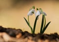 Amazing flower in the nature Montenegro country