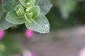 Amazing flower with rain drops Royalty Free Stock Photo