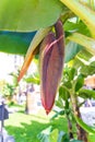 Amazing Flowering Banana Plant close up, Musa paradisiaca healthy vegetable, Tenerife, Canary islands, Spain Royalty Free Stock Photo