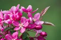 The amazing flowering branch of wild pink cherry on blurred green floral background Royalty Free Stock Photo