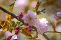 Amazing Flowering Cherry Blossoms Royalty Free Stock Photo
