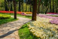 Amazing flowering garden, famous turkish park Emirgan Korusu in Istanbul during spring tulip festival, Turkey