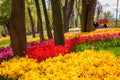 Amazing flowering garden, famous turkish park Emirgan Korusu in Istanbul during spring tulip festival, Turkey