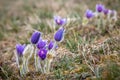 Amazing flowering plant Pulsatilla grandis known as greater pasque flower