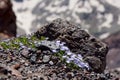 Natural rock background with alpine flowers of the Elbrus region Royalty Free Stock Photo