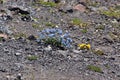 Natural rock background with alpine flowers of the Elbrus region Royalty Free Stock Photo