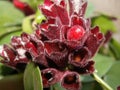 Amazing flowers - a strange, beautiful red flower grown at home