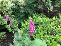 The amazing flowers in West Princes Street Gardens, Edinburgh