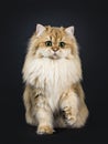 Amazing fluffy British Longhair cat kitten, Isolated on black background.