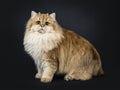 Amazing fluffy British Longhair cat kitten, Isolated on black background.