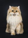 Amazing fluffy British Longhair cat kitten, Isolated on black background.