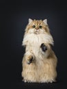 Amazing fluffy British Longhair cat kitten, Isolated on black background.